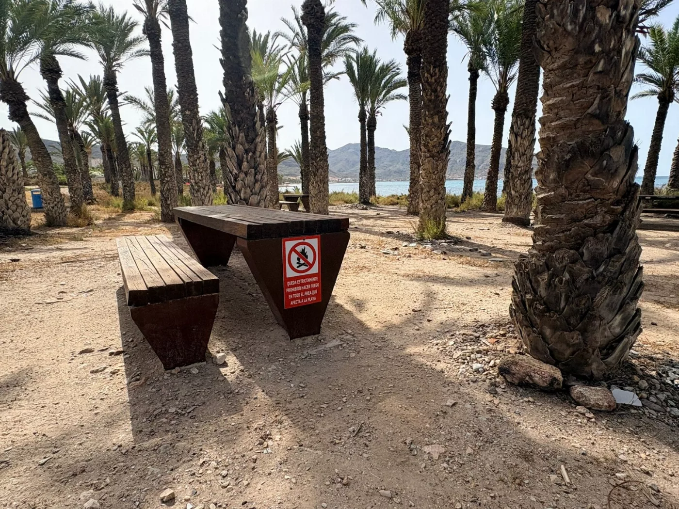 Imagen de la fuente asociada a: El proyecto de reparcelación del polígono I de San Ginés incorpora la protección del palmeral y la pinada en su desarrollo