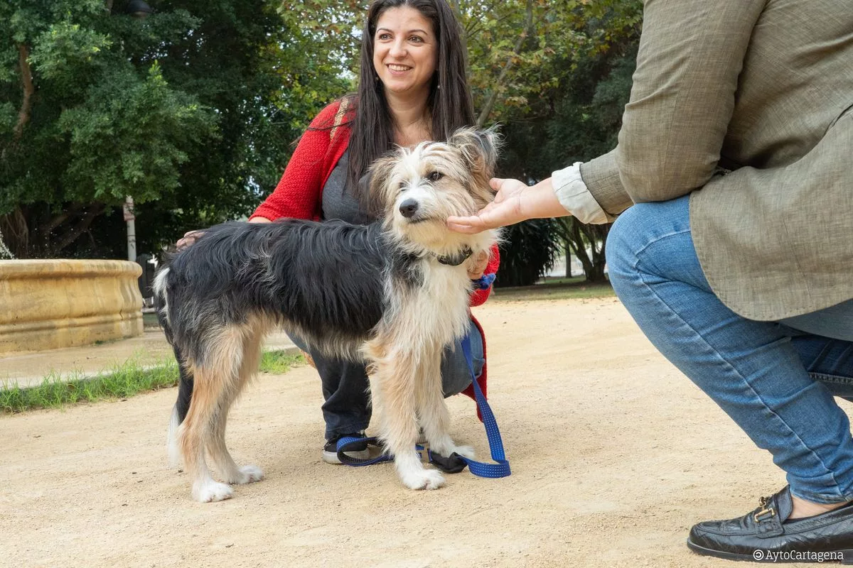 Imagen de la fuente asociada a: ¿Qué hacer este fin de semana en Cartagena? Feria de adopciones de animales, espectáculos y actividades deportivas